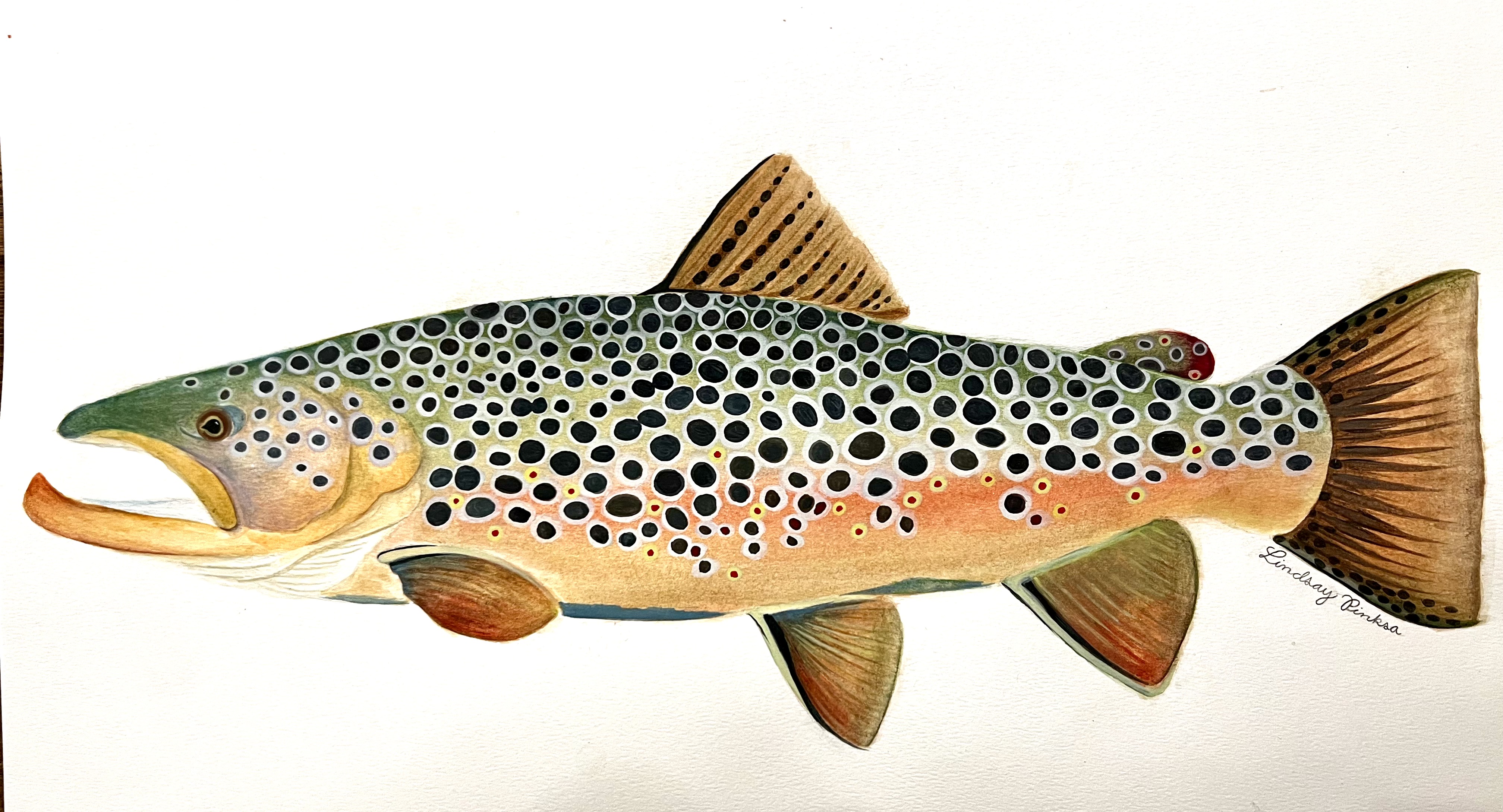 Brown Trout — original watercolor by Lindsay Lee
