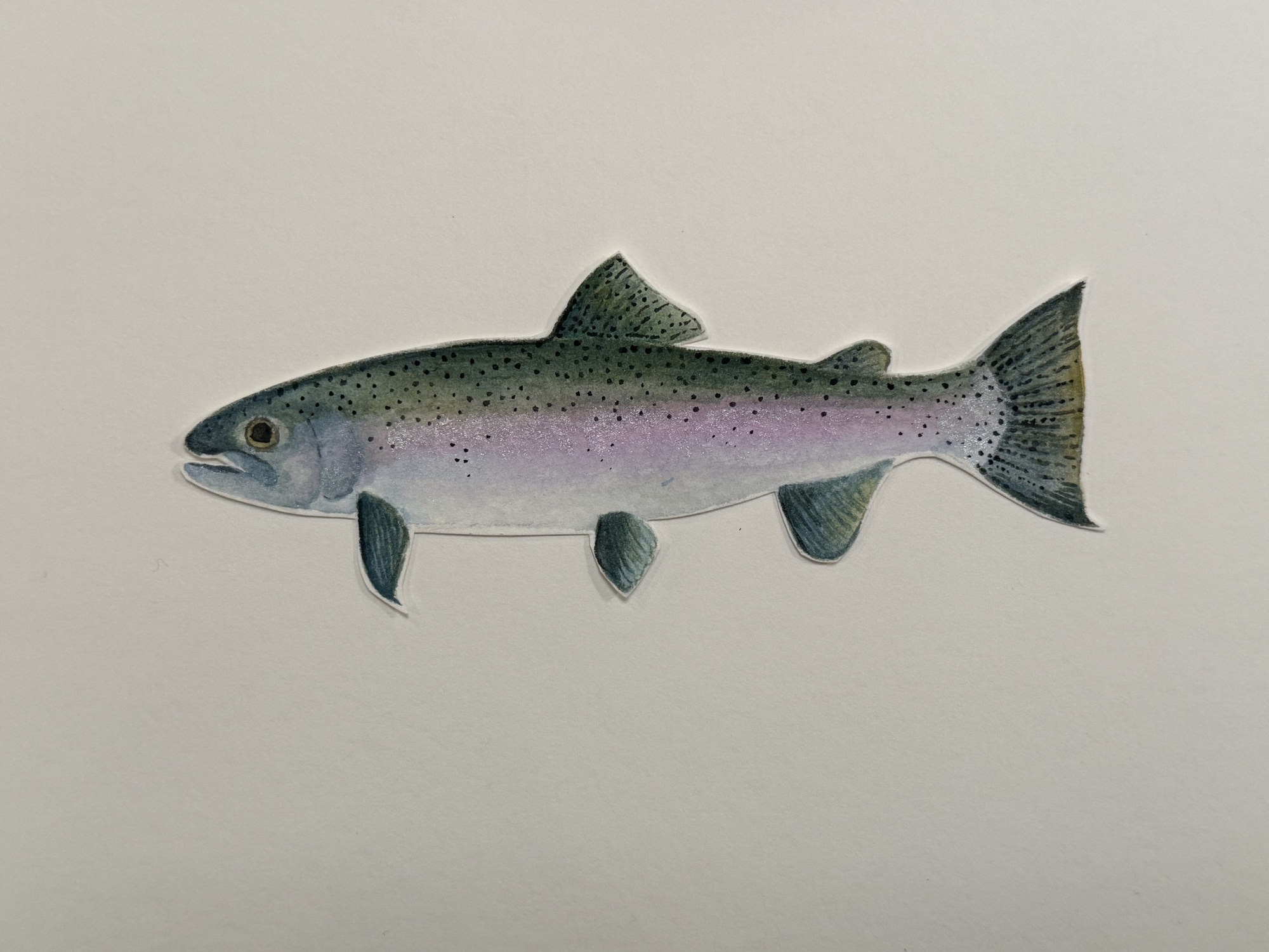 Rainbow Trout
