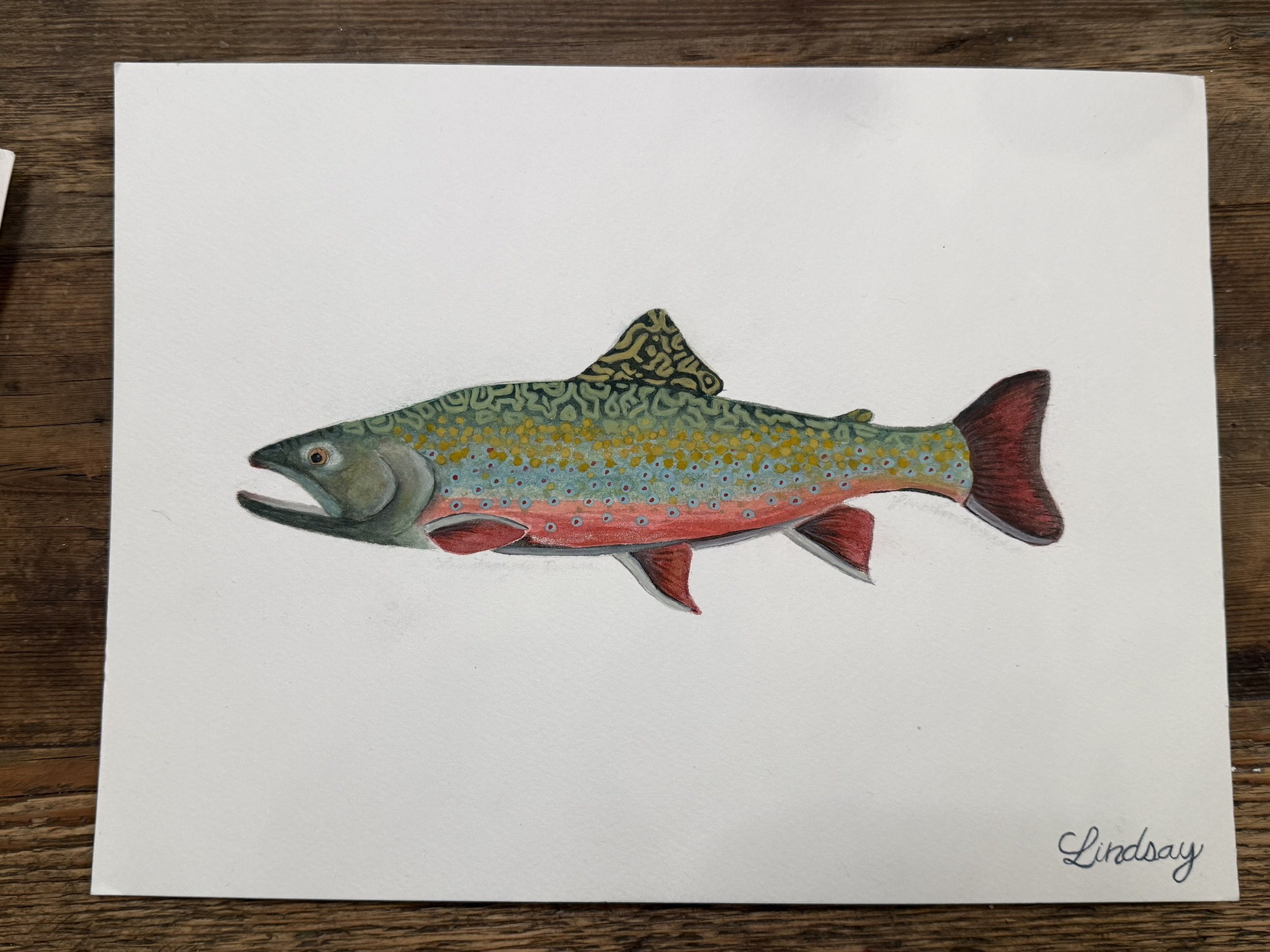 Brook Trout