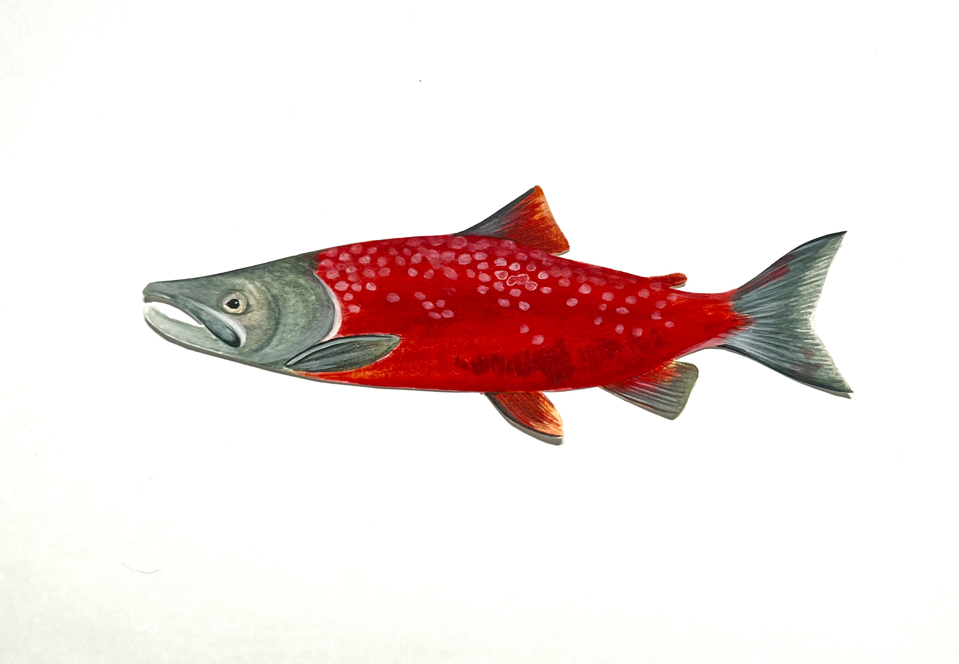 Sockeye Salmon